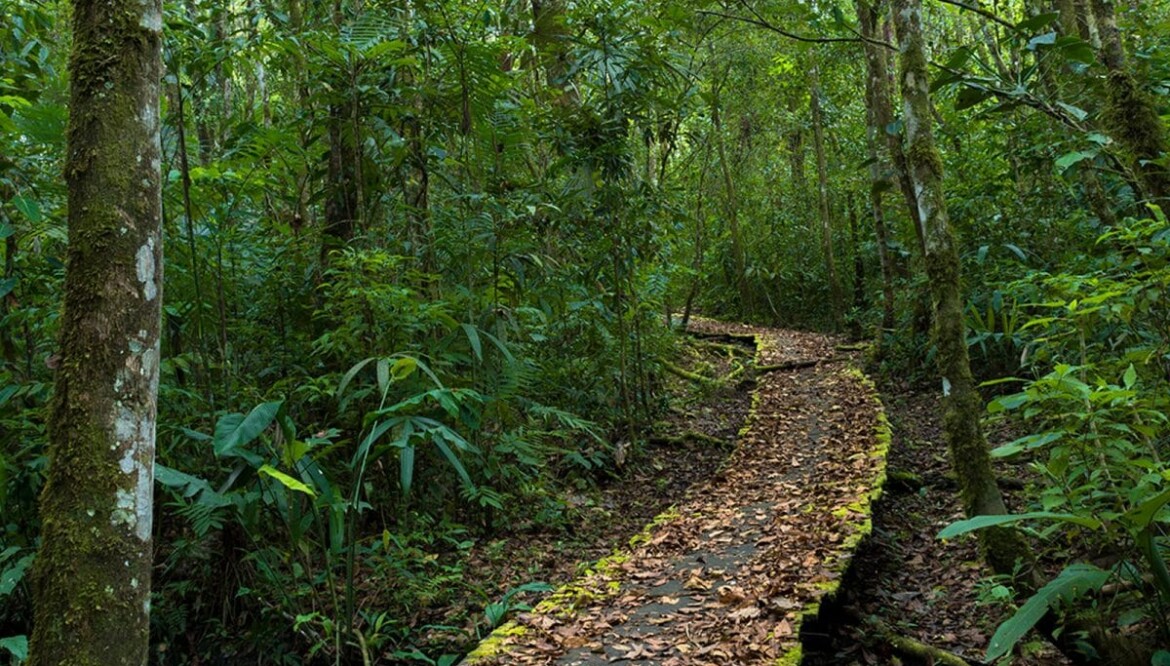 La Selva Lacandona: Vuelos, Cantos y Colores